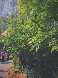 People walking on tree