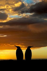 Silhouette of trees against sunset sky