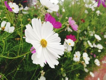 Close-up of white flowers blooming outdoors