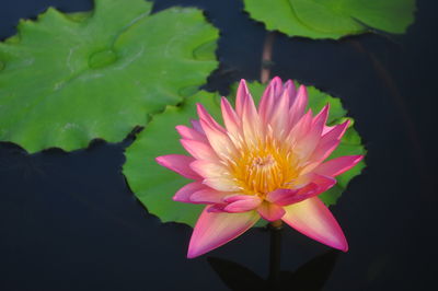 Close-up of lotus water lily in pond