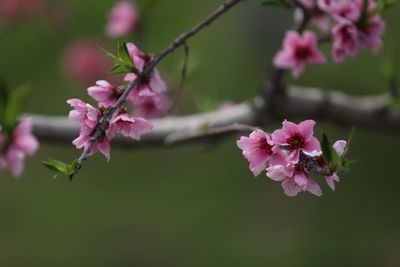 Close-up of pink flowers on branch