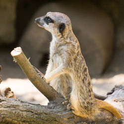 Close-up of squirrel sitting on rock