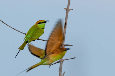 Bird perching on a branch against clear sky