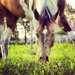 Two horses standing on field