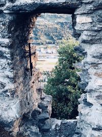 View of plants growing on rock