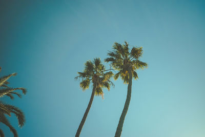 Low angle view of coconut palm tree against clear blue sky