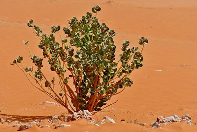 High angle view of plant on beach