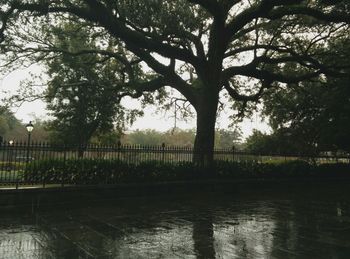 Reflection of trees in water