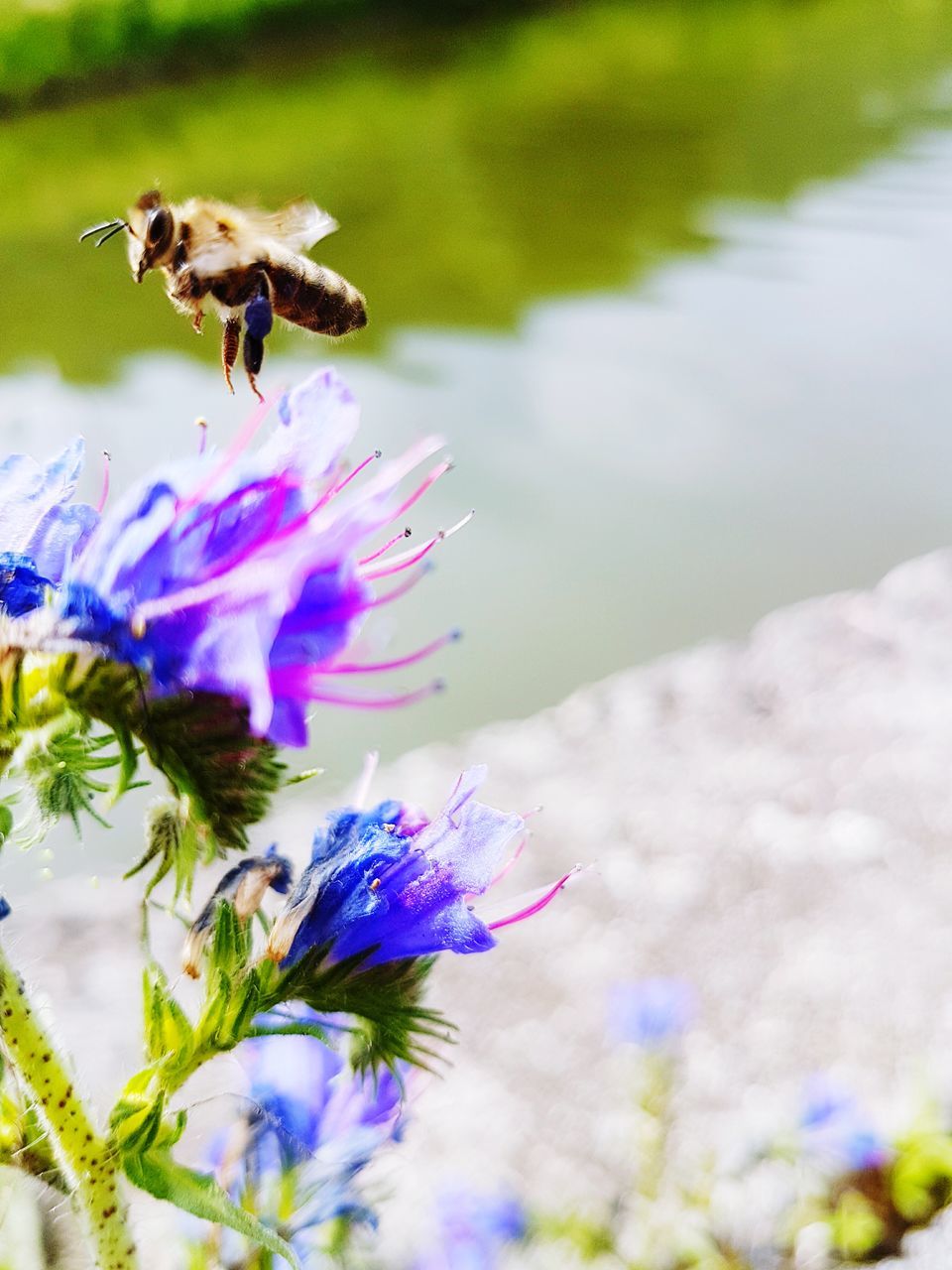 flower, one animal, fragility, animal themes, nature, insect, beauty in nature, petal, purple, day, animals in the wild, outdoors, freshness, growth, bee, no people, plant, buzzing, flower head, pollination, animal wildlife, blooming, close-up, bumblebee, flying