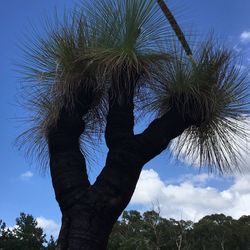 Low angle view of trees against cloudy sky