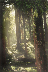 Trees in forest