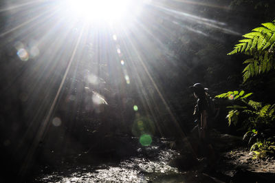 Low angle view of sunlight falling on plants