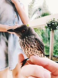 Midsection of person holding bird