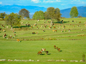 Horses grazing in a field