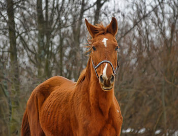 Portrait of a horse