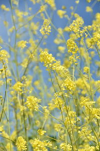 Close-up of yellow flowering plants on field