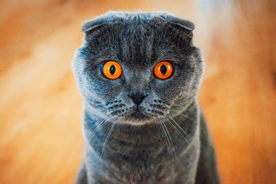 Close-up portrait of a cat