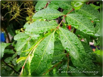 Close-up of raindrops on leaves