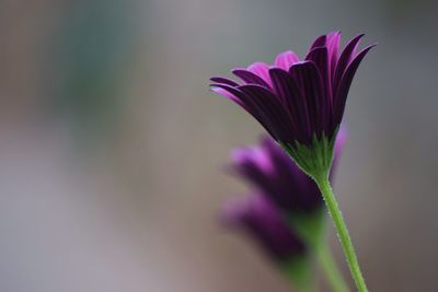 Close-up of purple flower growing outdoors