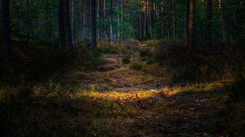 Trees growing in forest