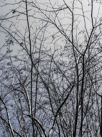 Low angle view of bare tree against sky