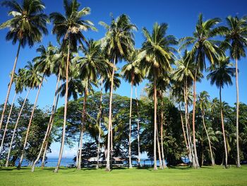 Panoramic view of palm trees against sky