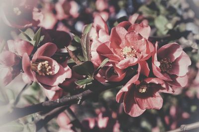 Close-up of pink flowers