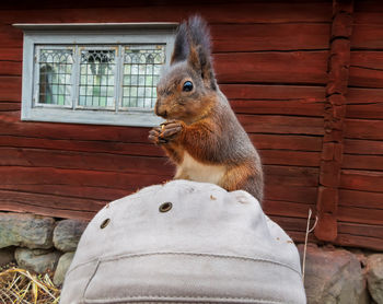 Selfie with wild squirrel eating an almond while sitting on the photographers hat