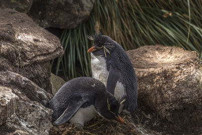 View of rockhopper penguin on rock