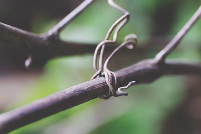 Close-up of lizard on branch