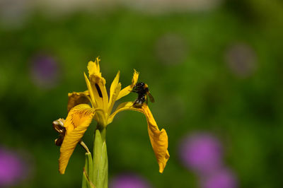 Close-up of bee on yellow flower