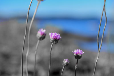 Close-up of flowers blooming outdoors