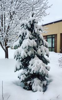 Snow on tree during winter