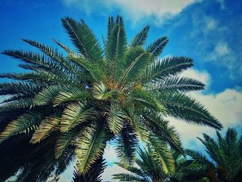 Low angle view of palm trees against sky