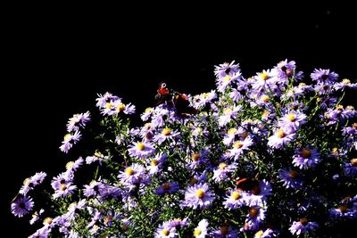 Close-up of bee on flower tree