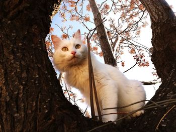 View of a cat on tree trunk