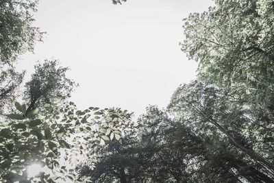 Low angle view of trees against clear sky