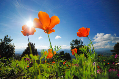 Close-up of flowers against blue sky