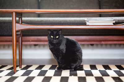 Portrait of black cat sitting under table