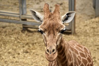 Close-up portrait of a giraffe 
