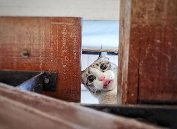 Portrait of cat peeking through door