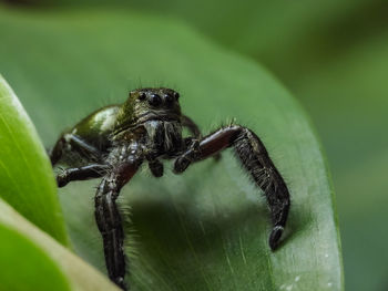 Close-up of spider