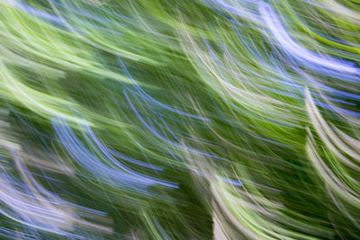 Full frame shot of leaves