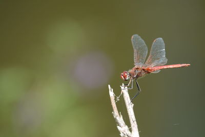 Close-up of insect on plant