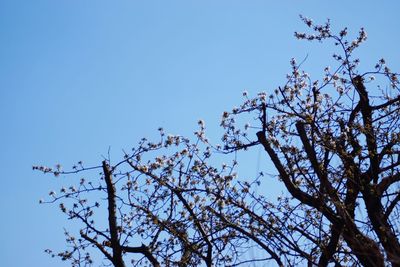 Low angle view of tree against blue sky