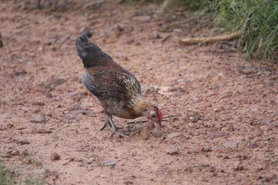 High angle view of a bird on field