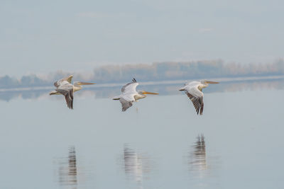 Seagulls flying over lake against sky