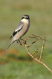 Close-up of bird perching on branch