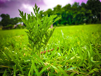 Close-up of fresh green plant in field