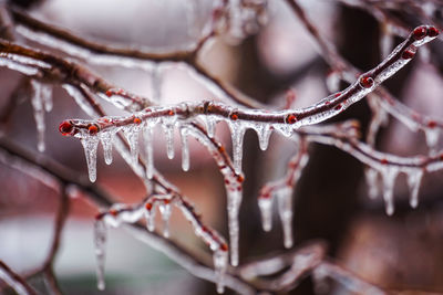 Close-up of icicles on branch during winter